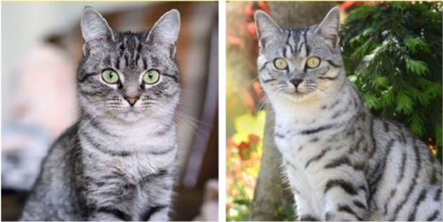 和混种短毛猫美国短毛猫和混种短毛猫都是美国非常受欢迎的宠物猫品种