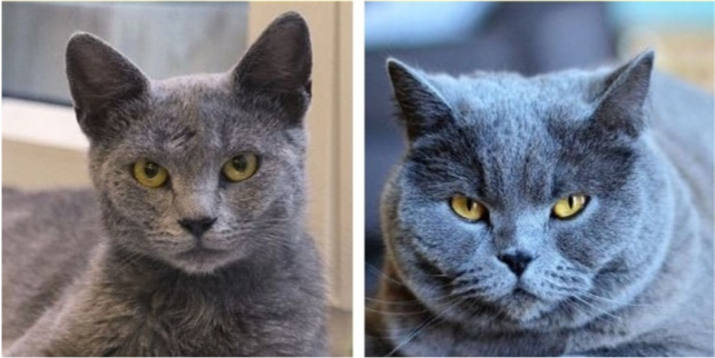 科拉特猫和俄罗斯蓝猫图片