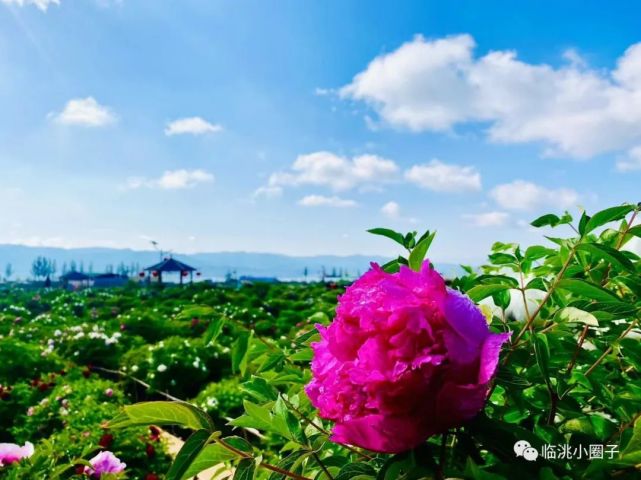 紫斑牡丹的故鄉一定要去臨洮去華光水色的西湖公園一定要去臨洮去臥