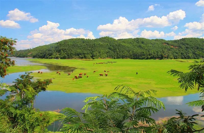 (南华毛板桥水库大草甸 蔡波 摄)山清水秀景如画楚雄初夏最美的景等