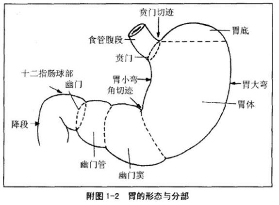 婴儿胃结构图图图片