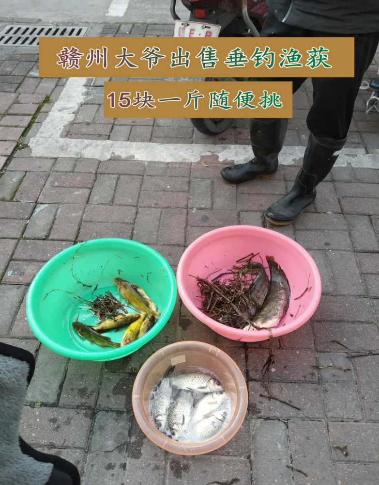 一把水草,一双雨靴,江西大爷每天15元一斤卖几十斤鱼获,从不空军_腾讯