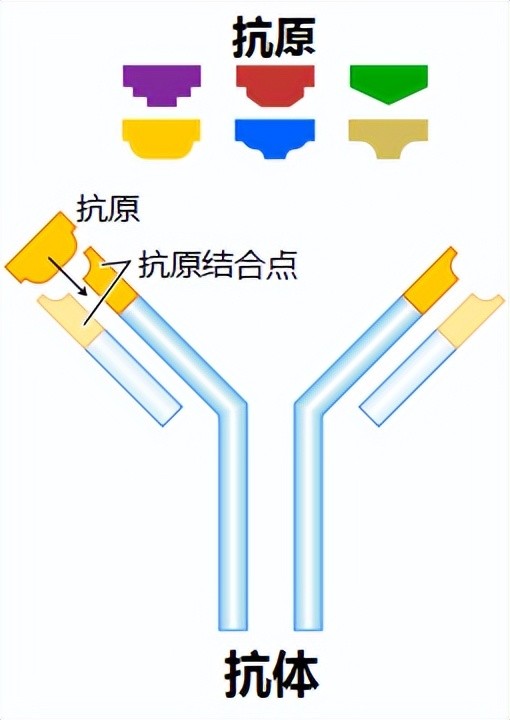 陳根:抗體依賴增強,是什麼東西?|抗體|陳根|疫苗接種|ade效應