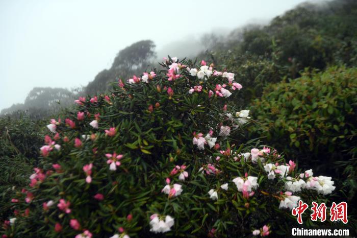 云雾缭绕野生变色杜鹃花近两千米高山上绽放