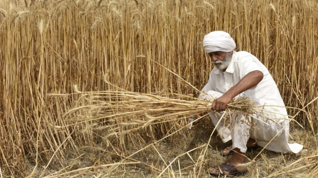 外媒：G7国家农业部长谴责印度临时禁止小麦出口