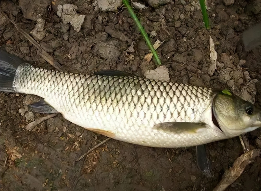 初夏野钓草鱼,认准这3款"绝饵",下竿就中鱼,大草鱼上不停_腾讯新闻