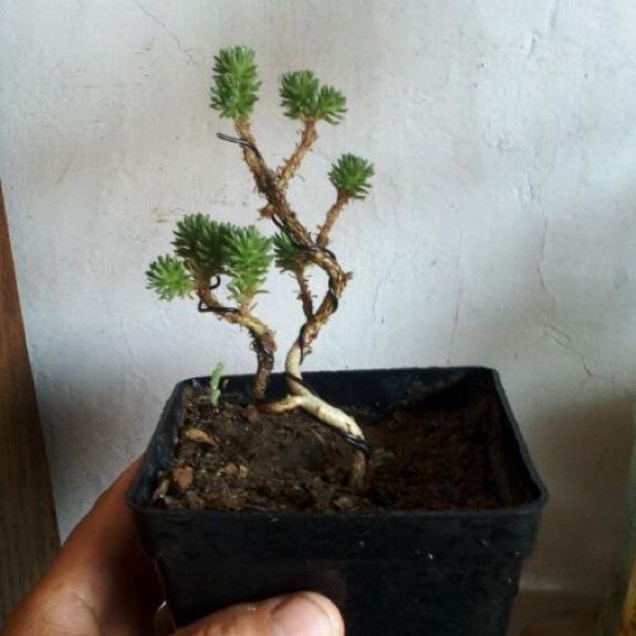 多肉球松,清新淡雅适合养成小盆景,养在室内就像艺术摆件一样美