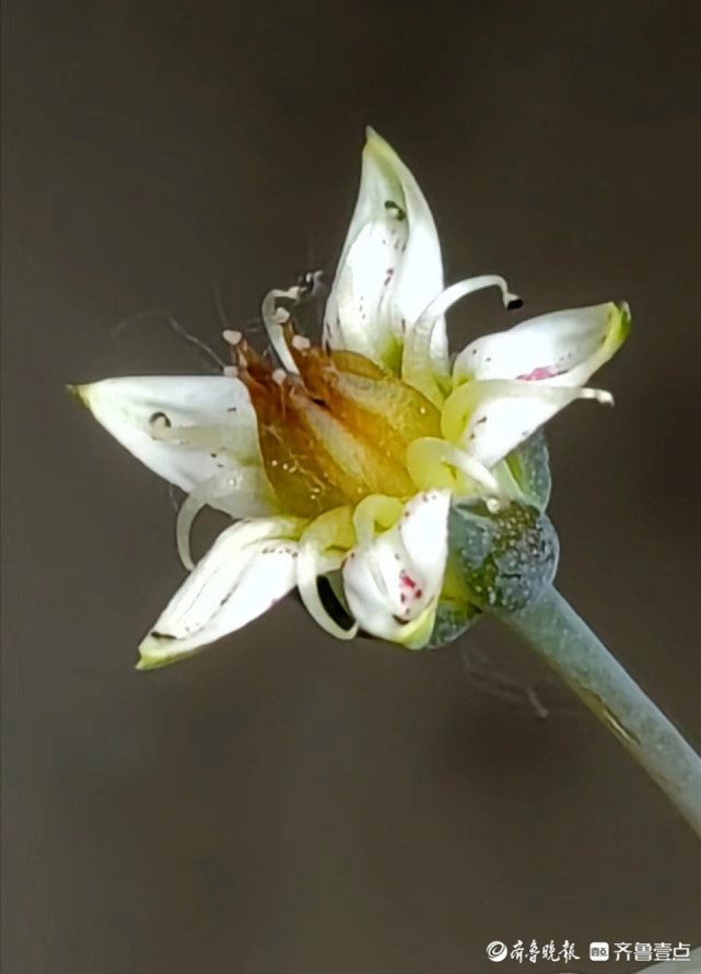 莲花掌开花图片