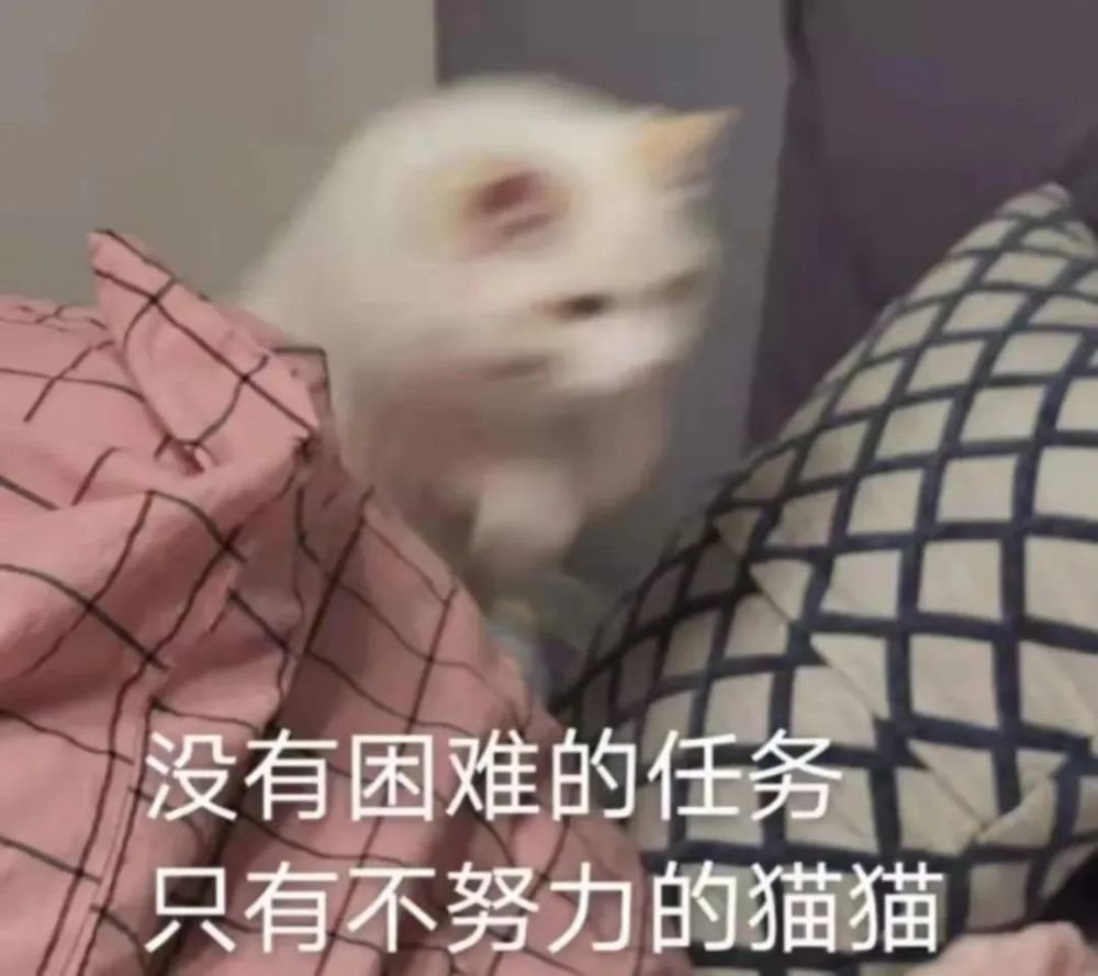 养猫人最大的困惑 猫猫为什么非要在凌晨叫人起床 腾讯新闻