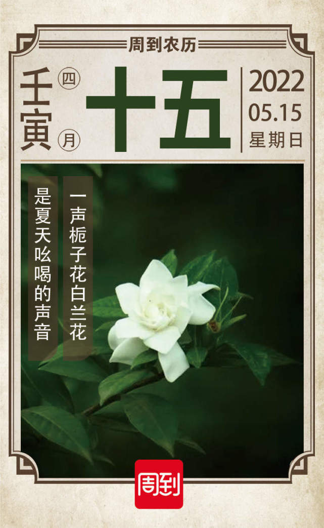 农历中国|四月十五·栀子花开