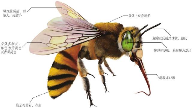 世界上最勤劳的昆虫蜜蜂复眼发达,能看到前后左右上下几乎360度的事物