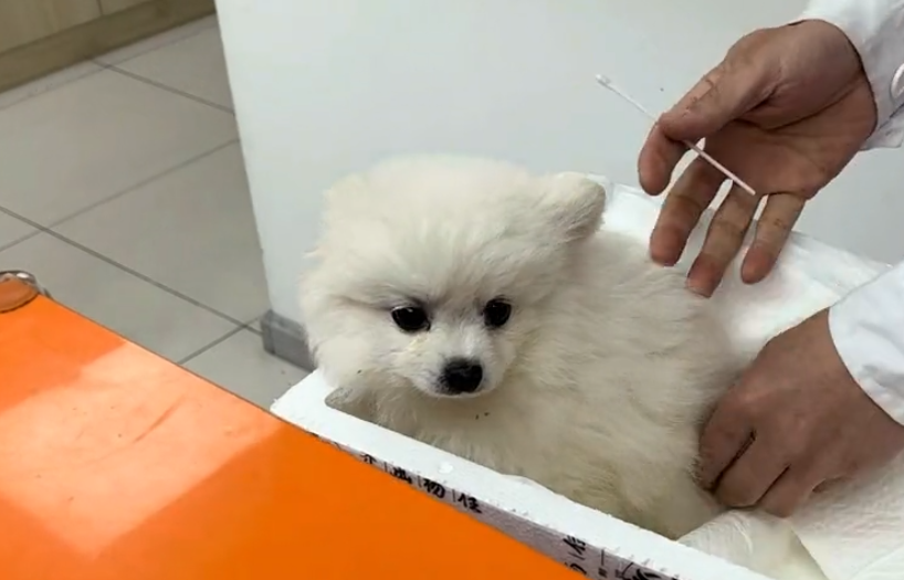 如此漂亮的小博美 竟也被抛弃 检查后发现它得了重病 医生 常有这样的 腾讯新闻