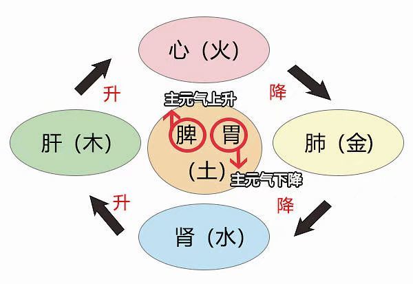 因为脾胃在中医的角度看,五行属土,位于中焦,是人体气机升降的枢纽
