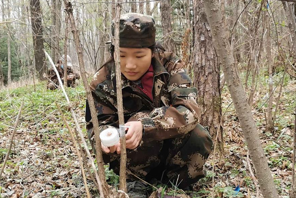 圖為:農大研究生進行擰筋槭嫁接色木槭試驗林業科技是林木遺傳品質