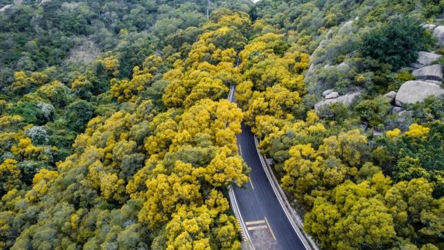 南澳岛这个盛大活动即将开幕黄花山上有黄花此花名曰相思花