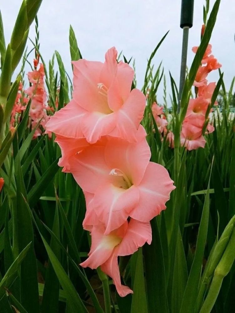 剑兰怎么养?做好3步,花色更艳,花期更长花更多,阳台院子更美_腾讯新闻