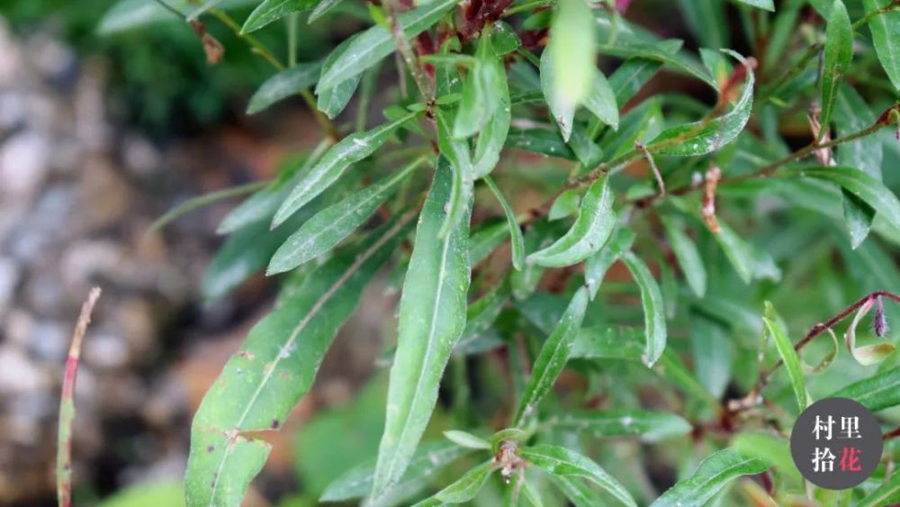 "山桃草"你这个千鸟花的花瓣,咋都跑到同一边去了?_腾讯新闻