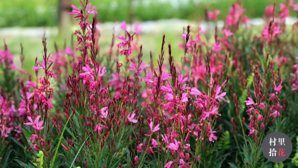 "山桃草"你这个千鸟花的花瓣,咋都跑到同一边去了?_腾讯新闻