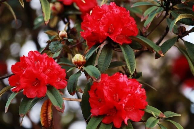 当季丨玉舍国有林场植物—马缨杜鹃_腾讯新闻