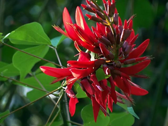 阿根廷的国花——龙牙花