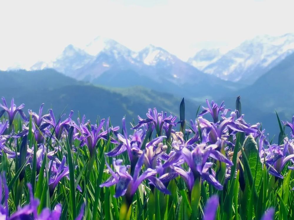 靓了,喀英德库什台草原马兰花开了!|附特克斯新闻_腾讯新闻