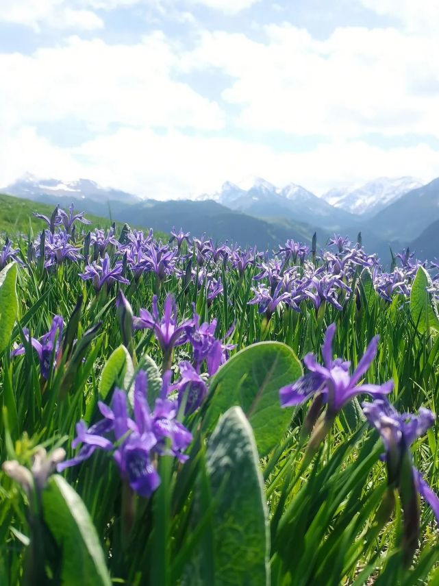 靓了,喀英德库什台草原马兰花开了!|附特克斯新闻