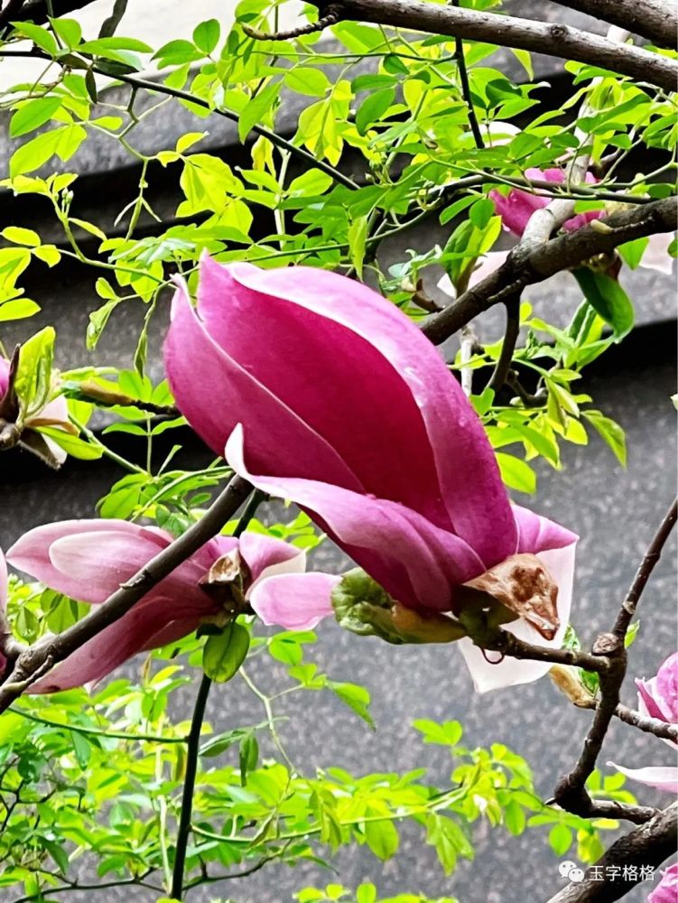 过目难忘的辛夷花容 时节就是花开的焦点 春花芬芳的记忆 腾讯新闻