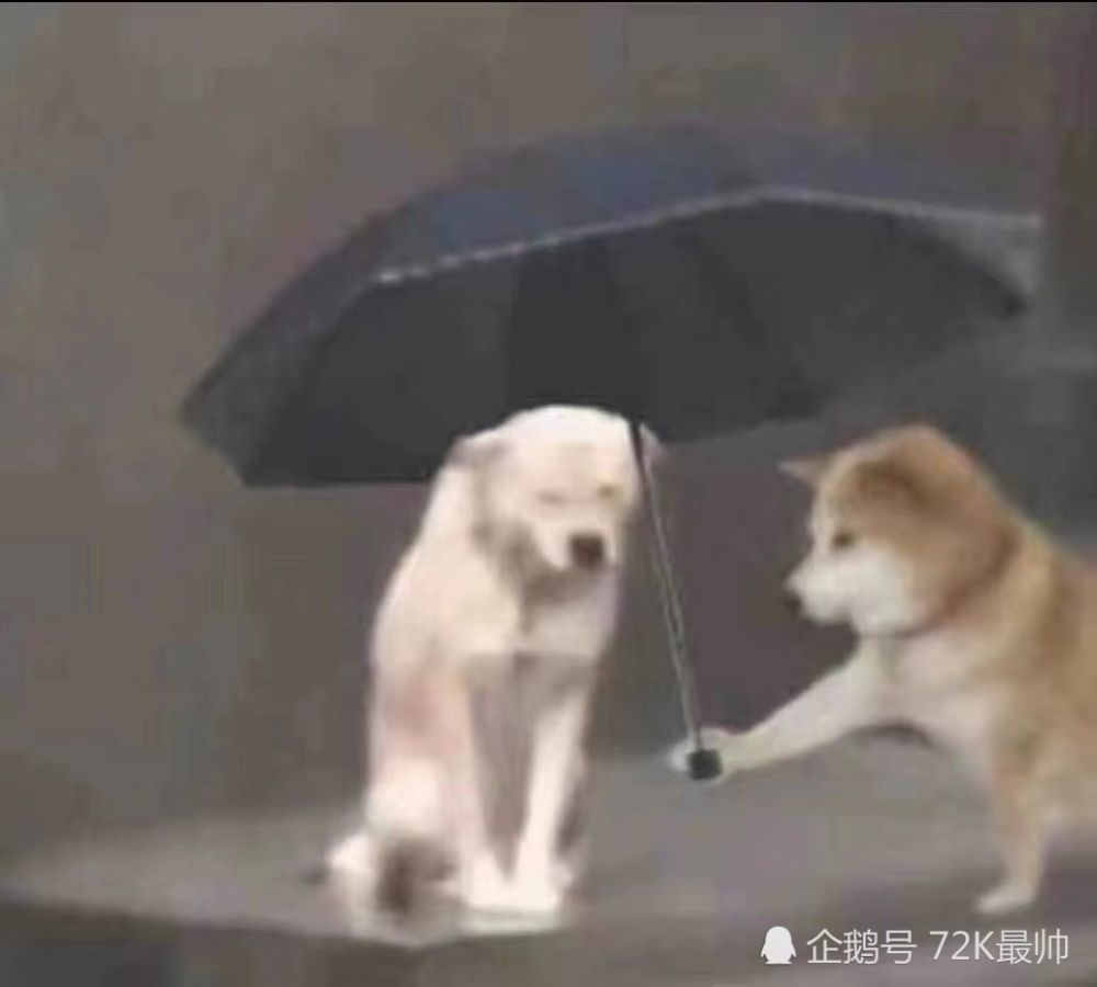 現場下起了金色的雨！OG敗者組一穿六，斬獲斯德哥爾摩Major冠軍學霸思維
