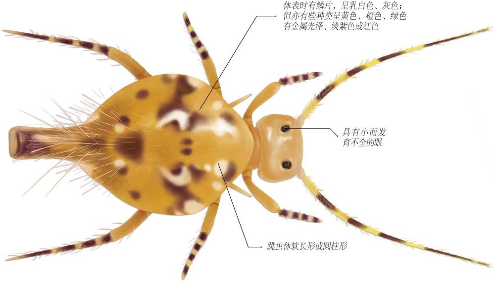 跳虫 是一种低等的原始昆虫喜欢栖息在水边湿地 昼伏夜出 腾讯新闻