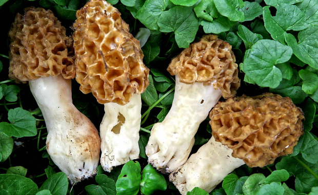 荒野维生野菜系列——粗腿羊肚菌