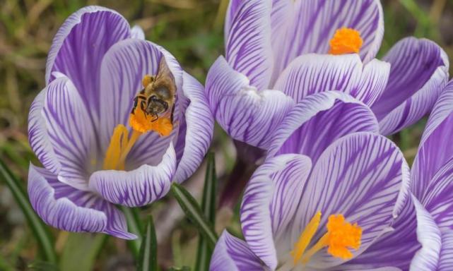 天生是凤凰命的4大生肖聪明能干有气质中年一枝花