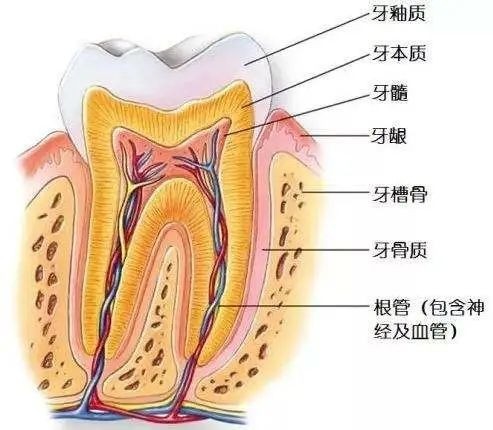 口腔健康全身健康你对牙齿的了解有多少