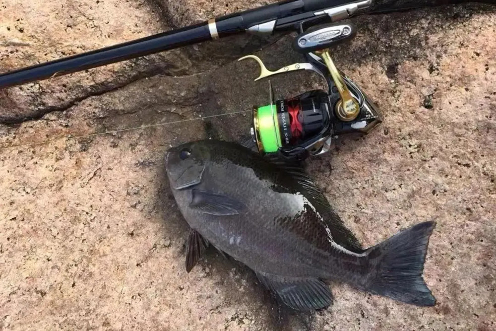 黑毛魚喜歡吃什麼?黑毛魚的攝食習性和垂釣技巧