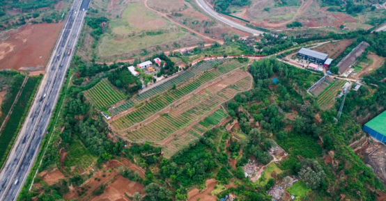 凤凰岭上的领头人—巩义市米河镇小里河村凤凰岭生态园陈浩鹏
