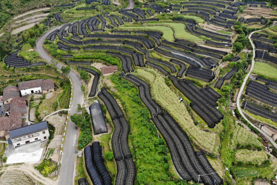 我市首个国家农产品地理标志保护工程遂昌三叶青项目通过验收