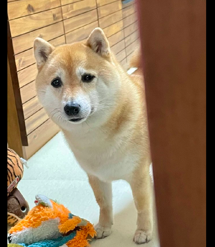 狗狗看到主人坐在沙发上发呆还以为出了什么事一脸担心的表情