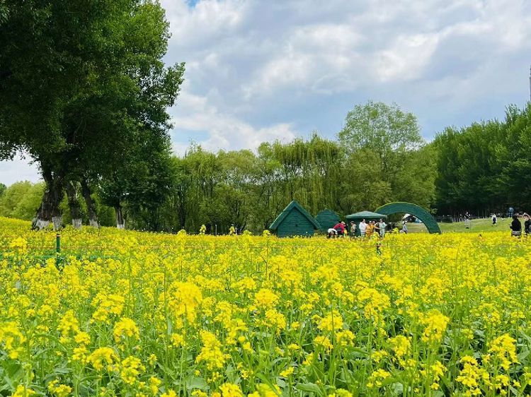 初夏 浑河岸边 油菜花儿黄 外一则 腾讯新闻
