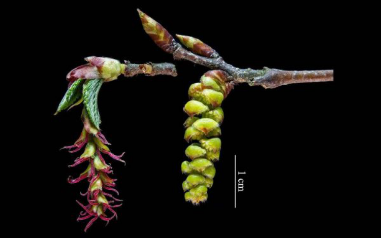 地球独生子极度濒危植物普陀鹅耳枥在辰山植物园首次结果