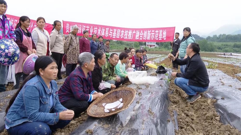 在福泉市凤山镇金凤村辣椒种植基地,省农科院辣椒研究所专家范高领