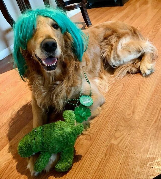 35张图片,宠物狗狗造型设计大赛!你最喜欢哪一款?