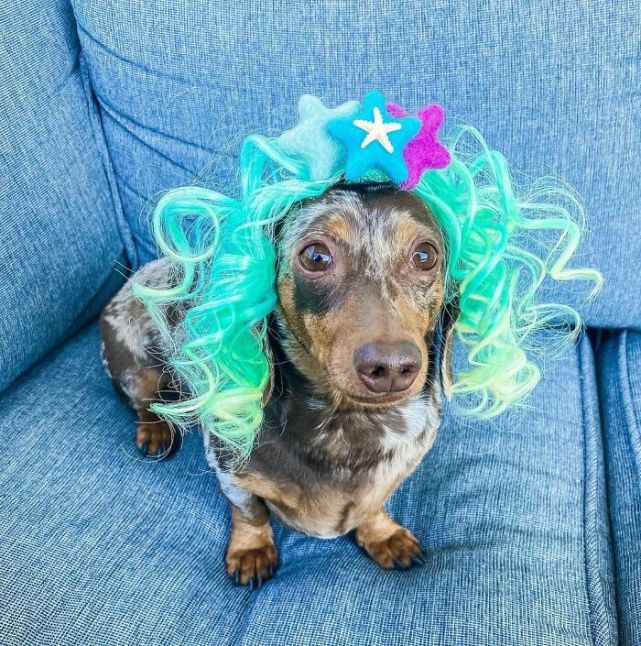 35张图片,宠物狗狗造型设计大赛!你最喜欢哪一款?