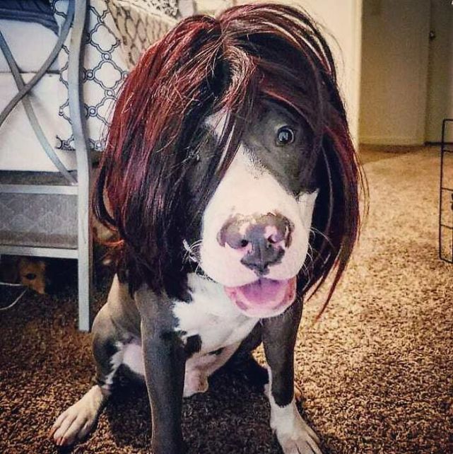 35张图片,宠物狗狗造型设计大赛!你最喜欢哪一款?