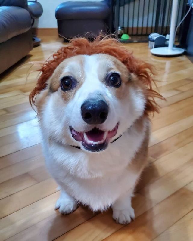 35张图片,宠物狗狗造型设计大赛!你最喜欢哪一款?