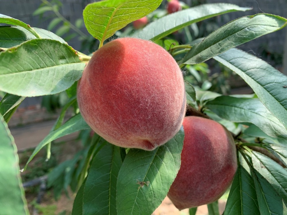 安徽砀山水蜜桃新鲜上市成助农增收新产业