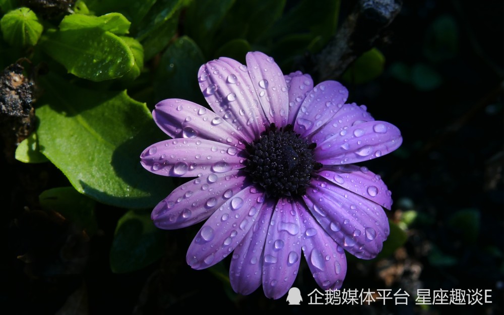 5月17日星座运势 意气风发 志向远大的四大星座 腾讯新闻