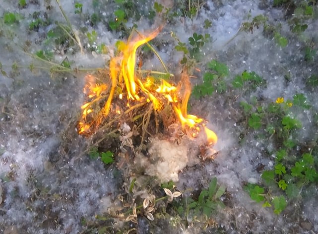 杨絮为何这么厉害?