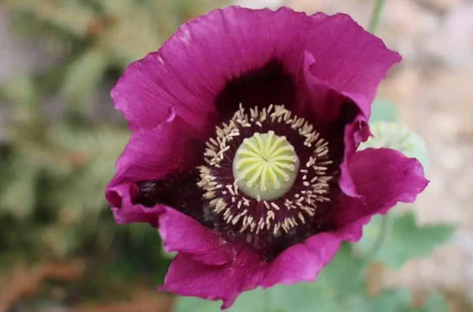 警察叔叔我们在山坡发现了罂粟