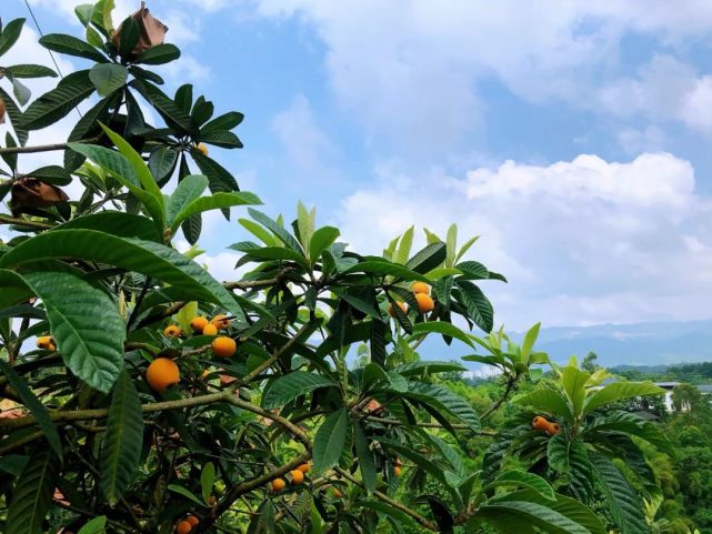 柑橘等上百個品種的綜合生態果園是集枇杷,桃子,李子,梨子距離墊江