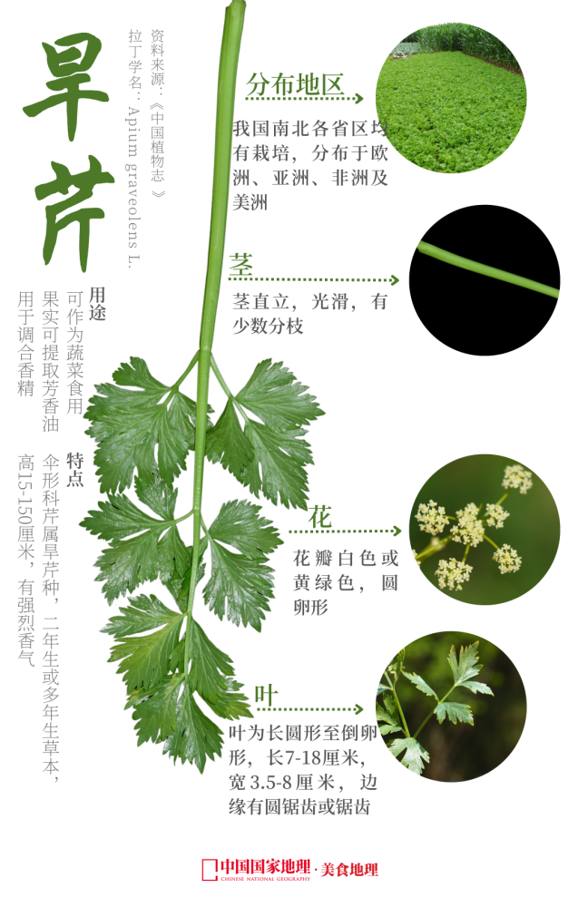西来的芹菜,为何被称为"中国芹菜"?