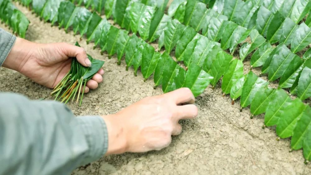 三江县扦插茶苗正当时